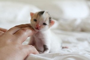  cute,tiny newborn anak kucing