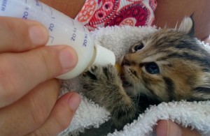  cute,tiny newborn 小猫