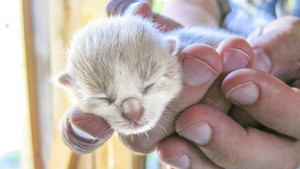  cute,tiny newborn बिल्ली के बच्चे