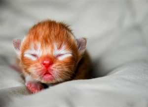  cute,tiny newborn mga kuting