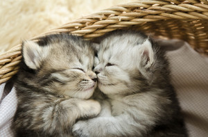 cute,tiny newborn kittens