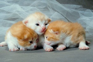  cute,tiny newborn 小猫