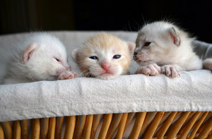  cute,tiny newborn 고양이