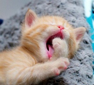  cute yawning बिल्ली के बच्चे