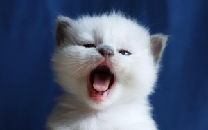  cute yawning বেড়ালছানা