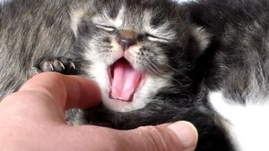  cute yawning chatons
