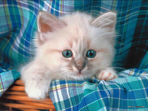  cutest gattini ever!!!!