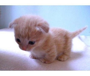  cutest kittens ever!!!!