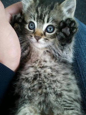 cutest Котята ever!!!!