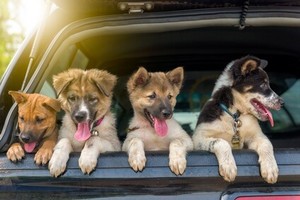  dog road trip