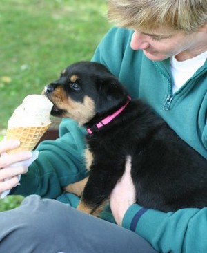  dogs eating ice cream
