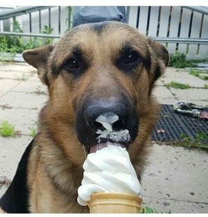  イヌ eating ice cream