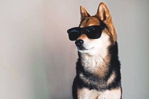  chó wearing sunglasses