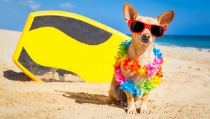  anjing wearing sunglasses