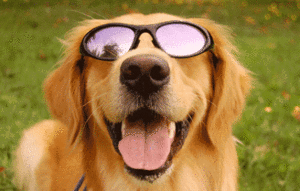  dogs wearing sunglasses
