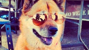  chó wearing sunglasses