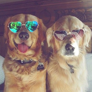  cachorros wearing sunglasses