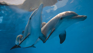  dolphins in the water