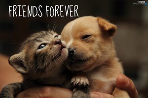  feline/canine friendship