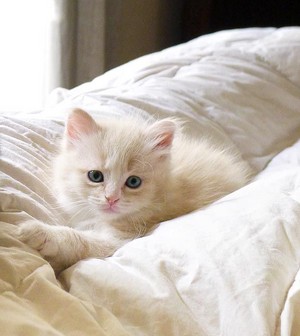  fluffy white 子猫