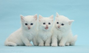 fluffy white Котята