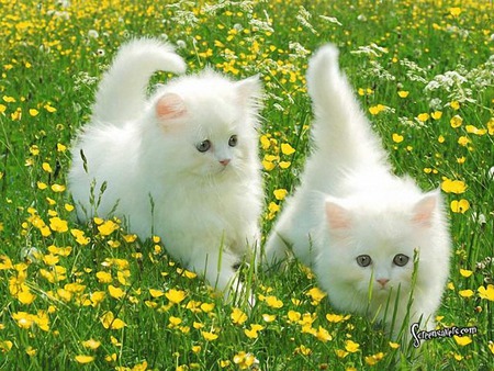 fluffy white kittens - Cute Kittens Photo (41498831) - Fanpop