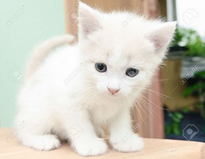  fluffy white chatons