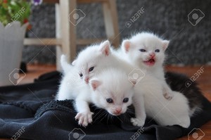 fluffy white kittens