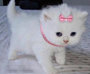  fluffy white mèo con