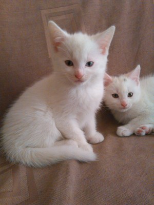  fluffy white gatitos