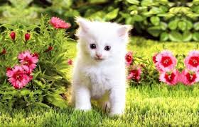  fluffy white Kätzchen