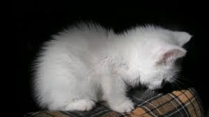  fluffy white 고양이