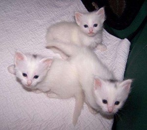  fluffy white gatitos