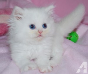  fluffy white chatons