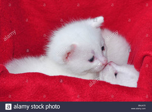  fluffy white anak kucing