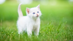 fluffy white 小猫