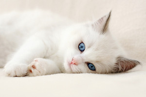  fluffy white बिल्ली के बच्चे