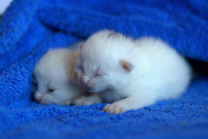  fluffy white 小猫