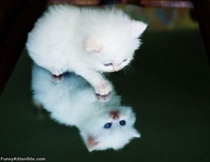  fluffy white kittens