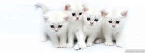  fluffy white mèo con