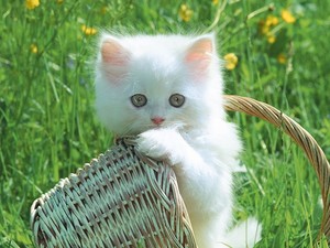  fluffy white Kätzchen