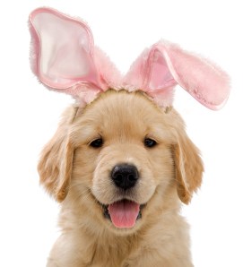 golden retriever Easter puppy
