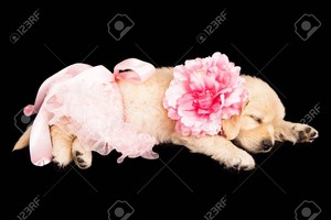  golden retriever anak anjing, anjing in ballerina costume