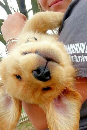  happy 子犬