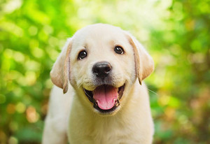  happy 子犬