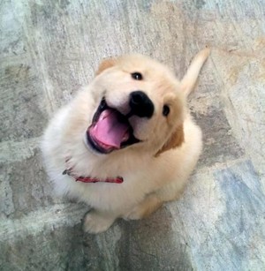  happy anak anjing