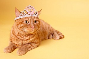  anak kucing and crowns