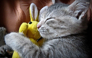  小猫 sleeping with a stuffed animal