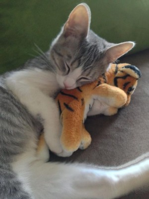  बिल्ली के बच्चे sleeping with a stuffed animal