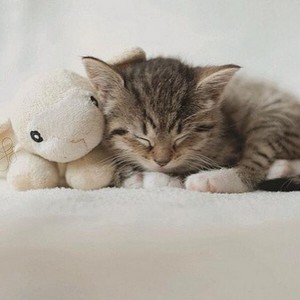  고양이 sleeping with a stuffed animal